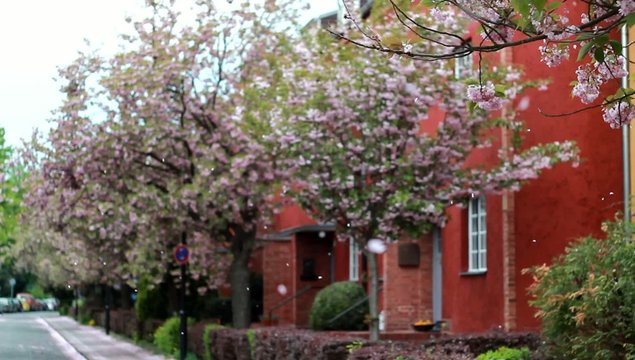 Cherry Blossom in old Village in Berlin