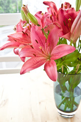 Frische pinke Lilien