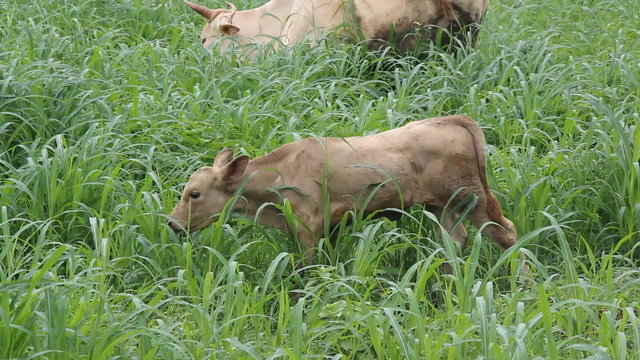 Young cow eating grass