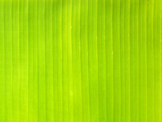 Backlit fresh green palm leaf