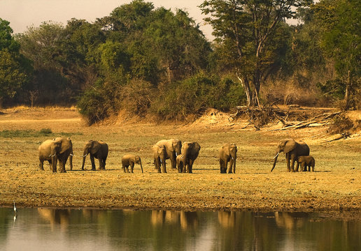 Herd of Elephantd