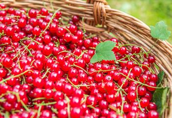 Red currants in garden basket,organic berries background