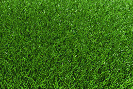 Rasen 3D