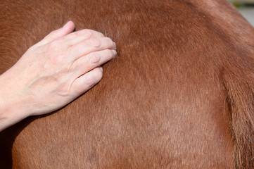 Naklejka premium horse shiatsu massage