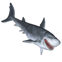 shark 3d