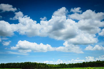 Obraz na płótnie Canvas Blue sky and green forest