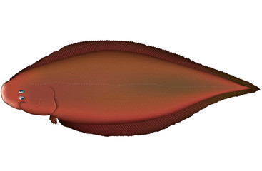 アカシタビラメ