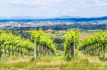 Obraz premium Typical Tuscany landscape with vineyards,Italy