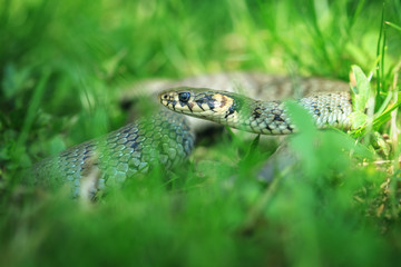 Fototapeta premium snake