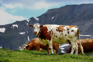 Fototapeta na wymiar alp cows, großglockner