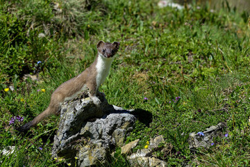 stoat at großglockner