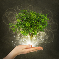 Hand hold magical green tree and rays of light