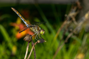 sympetrum vulgatum, vagrant darter