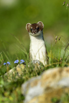 stoat at gro&szlig;glockner