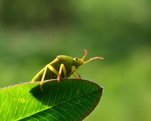 Зеленый клоп