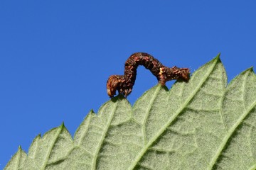 Палочник уползает
