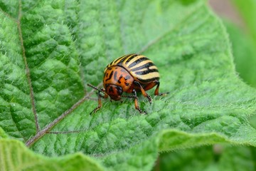 колорадский жук