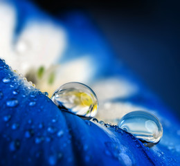 flower petal with drops