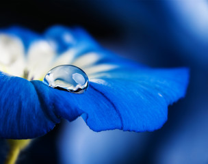 Obrazy  niebieski kwiat z kroplą rosy