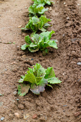 lettuce group from garden
