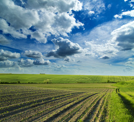 Fototapeta na wymiar Agricultural landscape of growing fields at spring season.