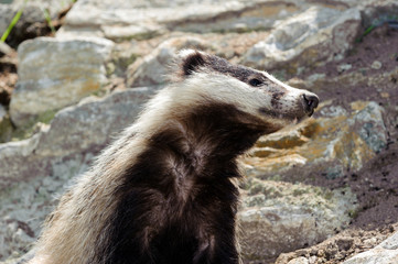 Tasso - Meles meles © PHOTOERICK