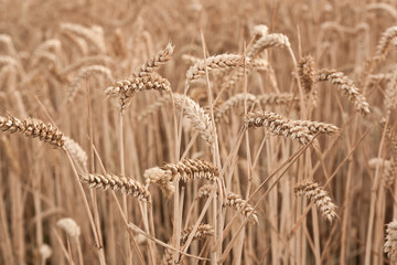 Weizenähren
