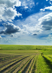 Fototapeta na wymiar Agricultural landscape of growing fields at spring season.