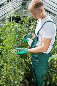 Gardener spraying tomatoes in greenhouse