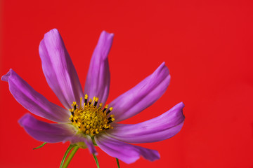 daisy flower on red a