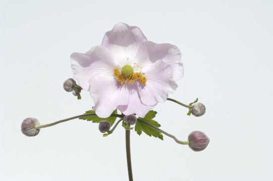 Herbstanemone, Anemone, Japanische, tomentosa,