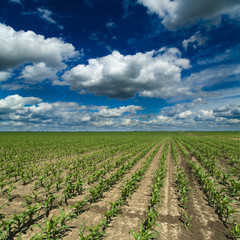 Fototapeta na wymiar Corn, maize, green field landscape