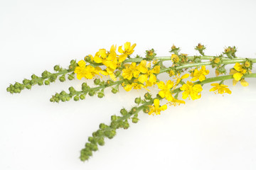 Odermenning; Agrimonia, Eupatoria; Agrimony; Bachbluete;