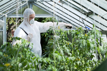Spraying plants in greenhouse © Photographee.eu