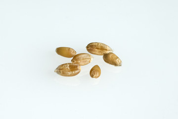 Weizenkoerner, Weizen, Triticum, aestivum,