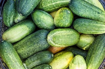 Ripe Cucumbers