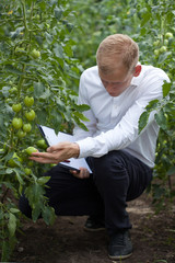 Specialist checking tomatoes condition