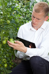 Expert controlling tomatoes condition