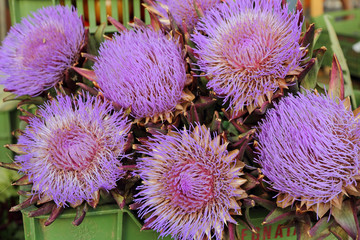 purple flowers of artichoke on daily market in Florence