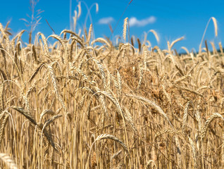 Gold wheat field