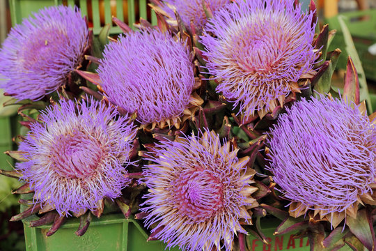 Fototapeta purple flowers of artichoke on daily market in Florence