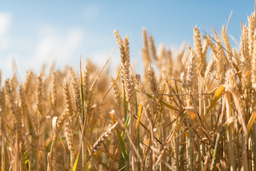 Yellow grain ready for harvest growing