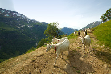goats in the mountains.