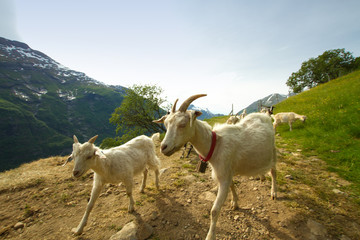 Obraz premium goats in the mountains.