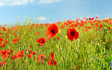 Beautiful poppy flowers in a field against the sky in pastel col