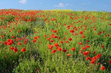 Field of poppies and other colorful wildflowers on a background