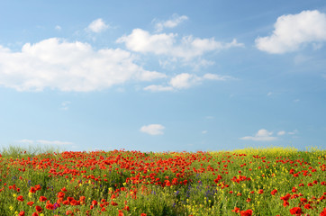 Field of poppies and other colorful wildflowers on a background