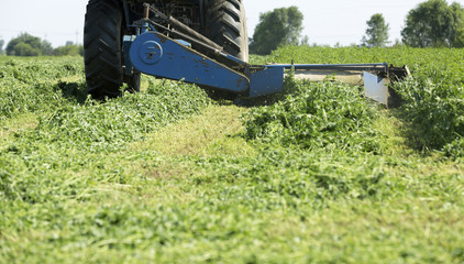 Naklejka premium Mowing clover field with rotary cutter