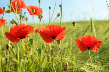 Naklejka premium Beautiful poppy flowers in a field against the sky in pastel col