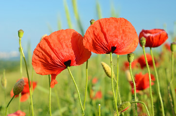 Beautiful poppy flowers in a field against the sky in pastel col